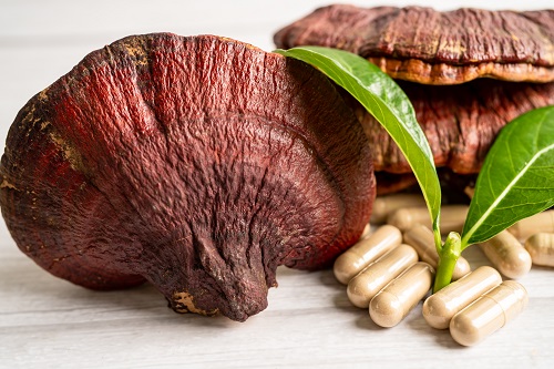 champignon reishi